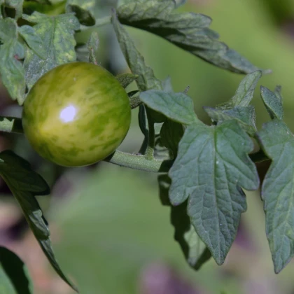 Rajče Limetto F1 - Lycopersicon esculentum - semena rajčete - 5 ks