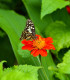 Květinová směs pro motýly - semena - 3,75 g
