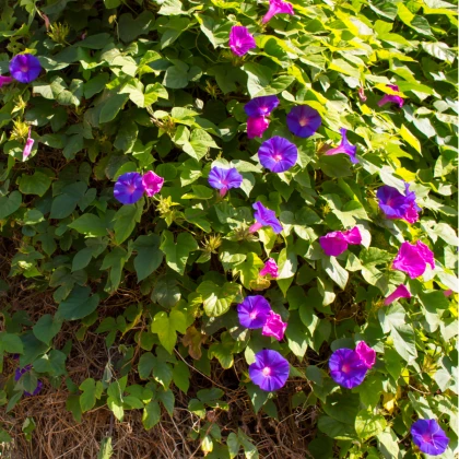 Povíjnice nachová směs barev - Ipomoea purpurea - semena povíjnice - 25 ks