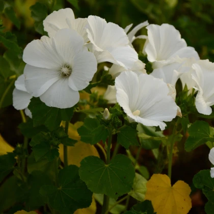 Slézovka trojklaná bílá - Malope trifida - semena slézovky - 30 ks