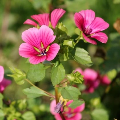 Slézovka trojklaná purpurová - Malope trifida - semena slézovky - 25 ks