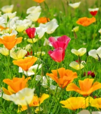 Sluncovka směs barev - Eschscholzia californica - semena sluncovky - 200 ks