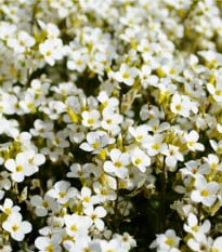 Tařicovka Snow Crystal - Lobularia maritima - semena tařicovky - 200 ks