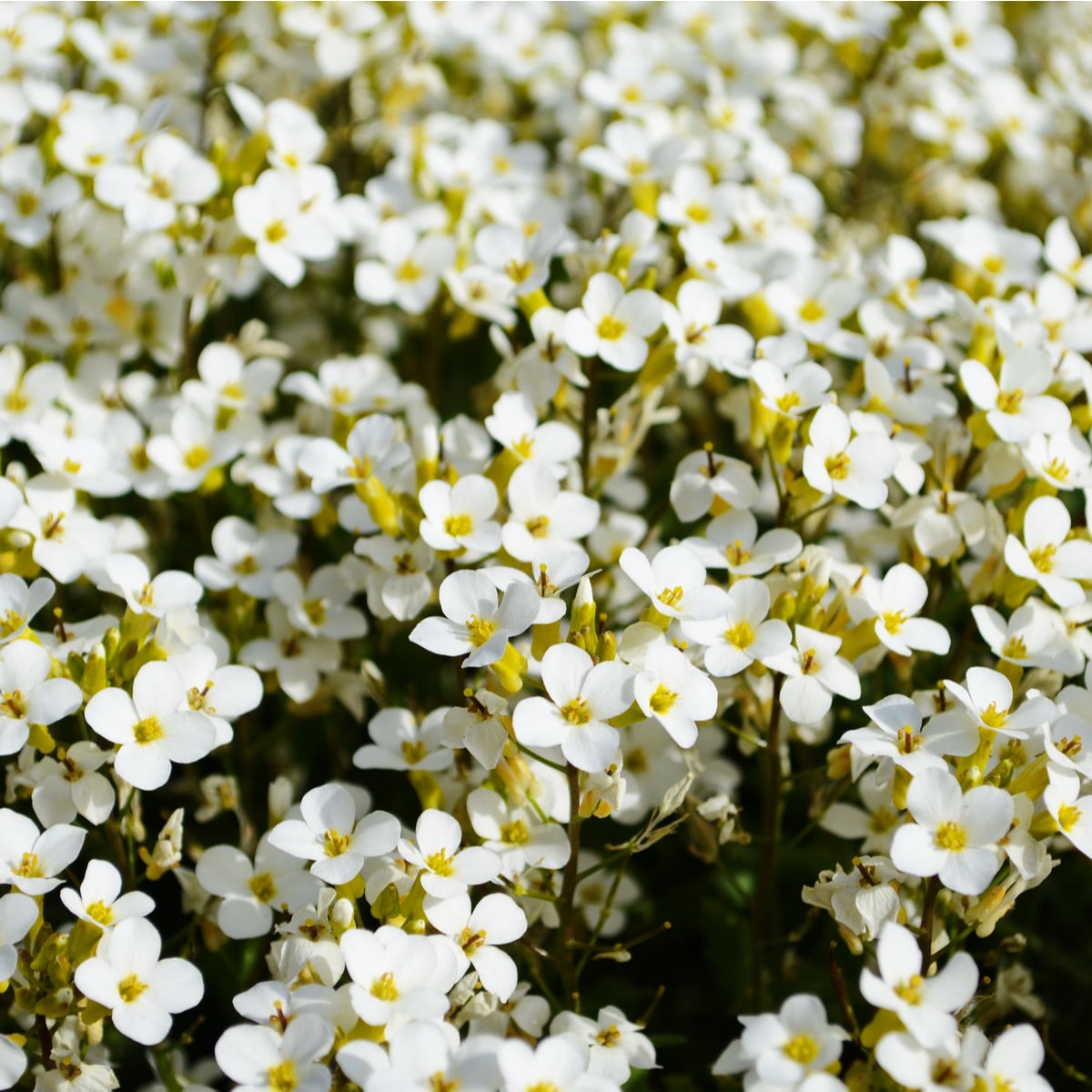 Tařicovka Snow Crystal - Lobularia maritima - semena tařicovky - 200 ks
