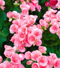 Begonie drobnokvětá růžová - Begonia multiflora maxima - cibuloviny - 2 ks
