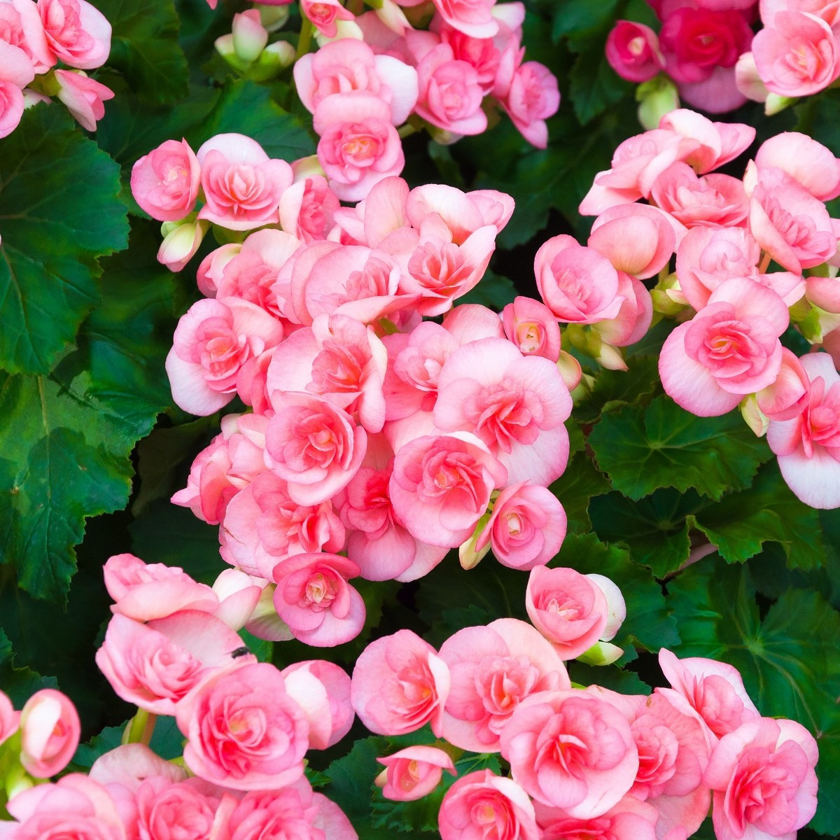 Begonie drobnokvětá růžová - Begonia multiflora maxima - cibuloviny - 2 ks