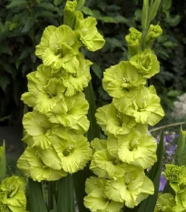 Gladiol velkokvětý Green Star - Gladiolus - hlízy mečíku - 3 ks