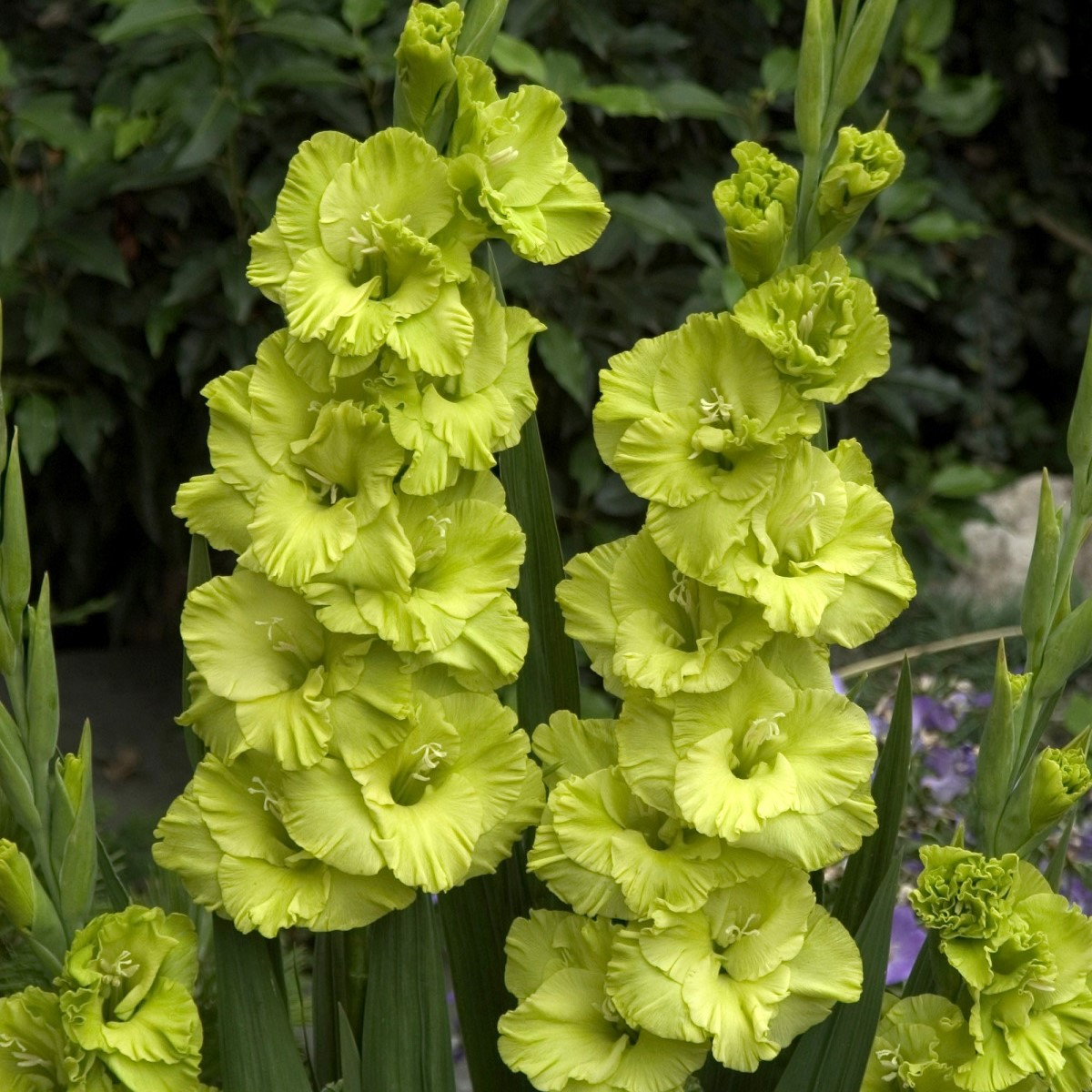 Gladiol velkokvětý Green Star - Gladiolus - hlízy mečíku - 3 ks