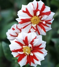 Jiřinka Fire and Ice - Dahlia - hlízy jiřinky - 1 ks