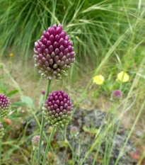 Česnek okrasný - Allium Sphaerocephalon - cibule okrasného česneku - 3 ks