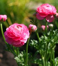 Pryskyřník plnokvětý růžový - Ranunculus asiaticus - hlízy pryskyřníku - 3 ks