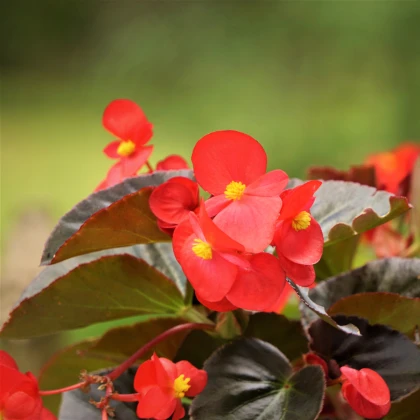 Voskovka Heaven Red F1 – Begonia semperflorens – semena begónie