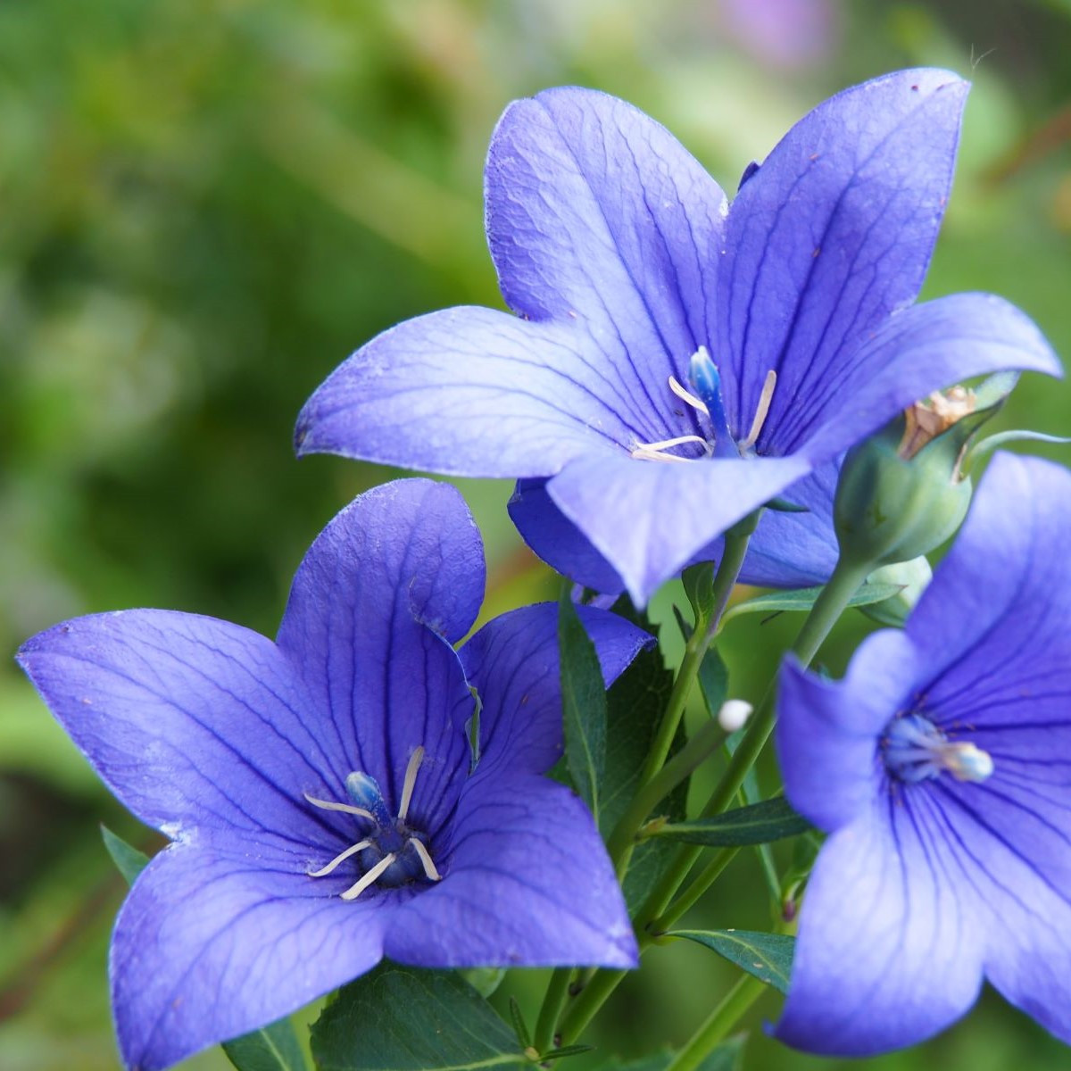 Modrá louka zvonečková - semena Planta Naturalis - směs - 40 g