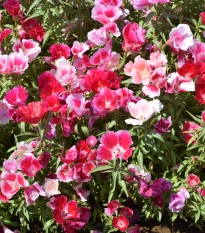 Zářivka velkokvětá směs barev - Godetia amoena - semena zářivky - 0,1 g