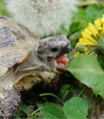 Tráva pro želvy - semena Golden Line - směs - 15 g