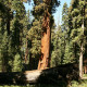 Sekvojovec obrovský - Sequoiadendron giganteum - semena sekvojovce - 5 ks