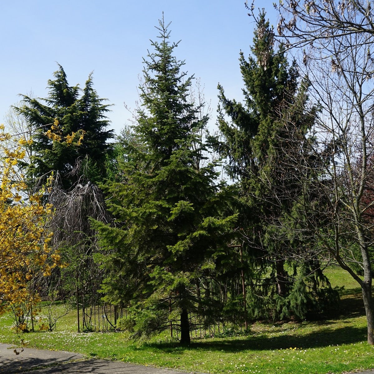 Jedle Pindrow - Abies pindrow - semena jedle - 15 ks