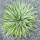 Agáve kalifornské - Agave deserti - semena agáve - 18 ks