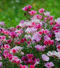Zářivka velkokvětá - Godetia grandiflora - semena zářivky - 0,1 g