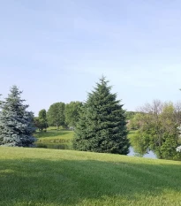 Smrk himalájský - Picea smithiana - semena smrku - 8 ks