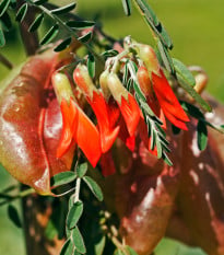 Africká bylina - Lessertia frutescens - semena africké byliny - 4 ks