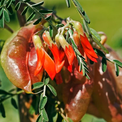 Africká bylina - Lessertia frutescens - semena africké byliny - 4 ks
