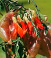 Africká bylina - Lessertia frutescens - semena africké byliny - 4 ks