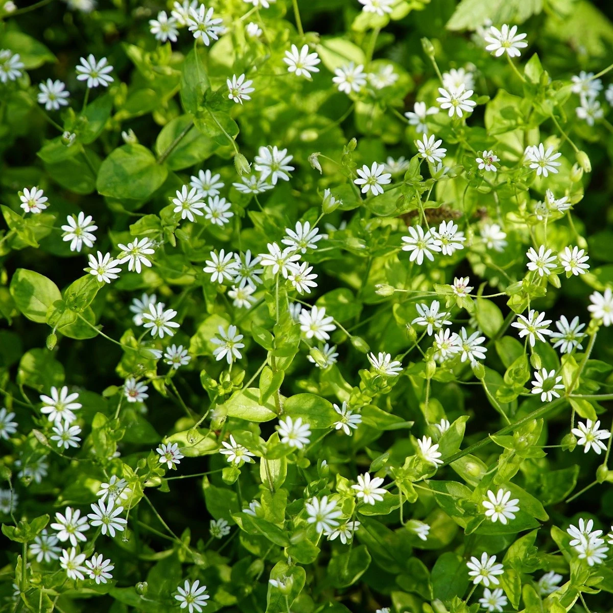 Ptačinec prostřední - Stellaria media - semena ptačince - 500 ks