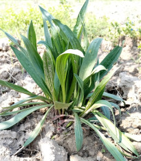 Jitrocel indický – Plantago psyllium – semena jitrocele