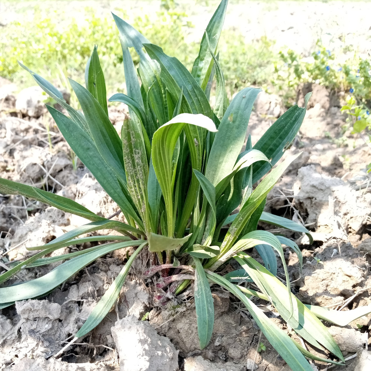 Jitrocel indický - Plantago psyllium - semena jitrocele - 40 ks