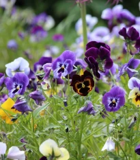 Maceška Germania směs barev - Viola wittrockiana - semena macešky - 200 ks