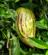 Pepino gold - Solanum muricatum - semena pepina - 5 ks