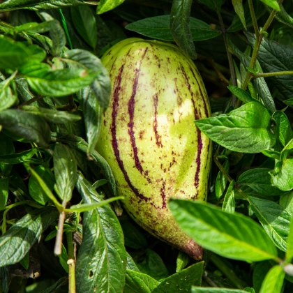 Pepino gold - Solanum muricatum - semena pepina - 5 ks