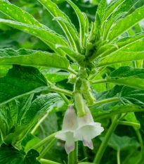 Sezam indický - Sesamum indicum - semena sezamu - 7 ks