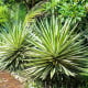 Agáve kalifornské - Agave deserti - semena agáve - 18 ks