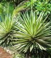 Agáve kalifornské - Agave deserti - semena agáve - 18 ks