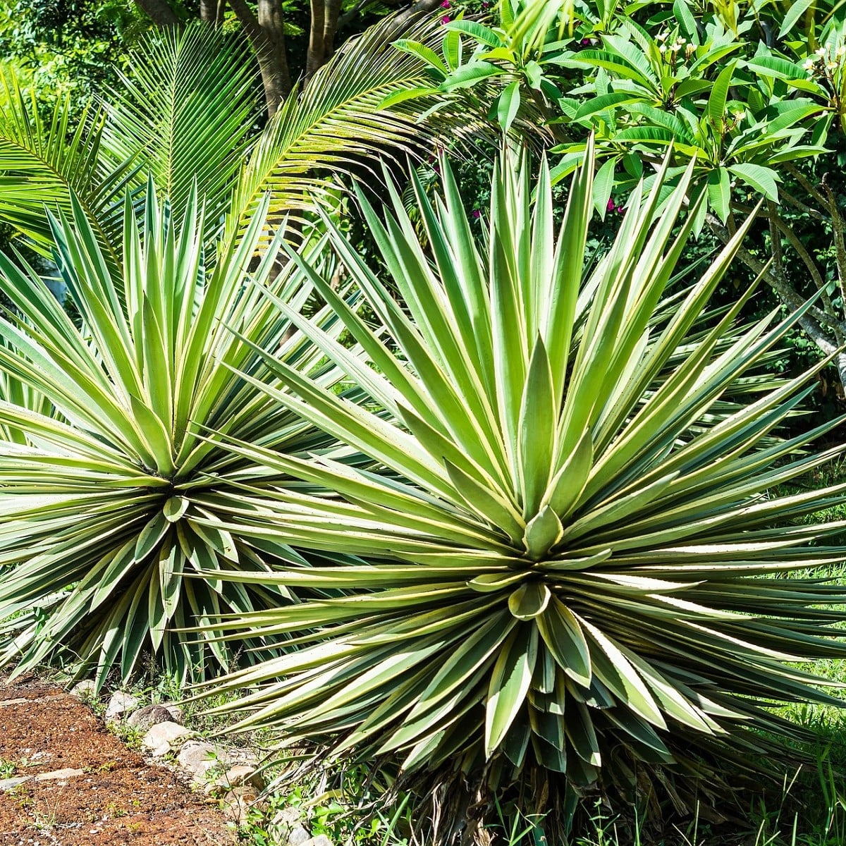 Agáve kalifornské - Agave deserti - semena agáve - 18 ks
