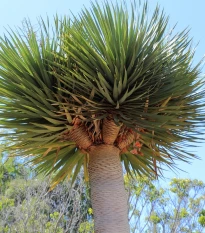 Dračinec obrovský - Draceana draco - semena dračince - 4 ks