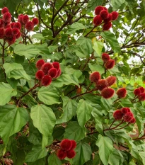 Oreláník barvířský - Bixa orellana - semena oreláníku - 8 ks