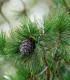 Borovice Limba - Pinus cembra sibirica - semena borovice - 7 ks