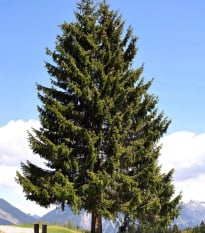 Jedle Pindrow - Abies pindrow - semena jedle - 15 ks