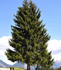 Jedle Pindrow - Abies pindrow - semena jedle - 8 ks