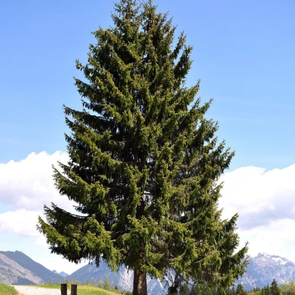 Jedle Pindrow - Abies pindrow - semena jedle - 15 ks