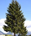 Jedle Pindrow - Abies pindrow - semena jedle - 15 ks