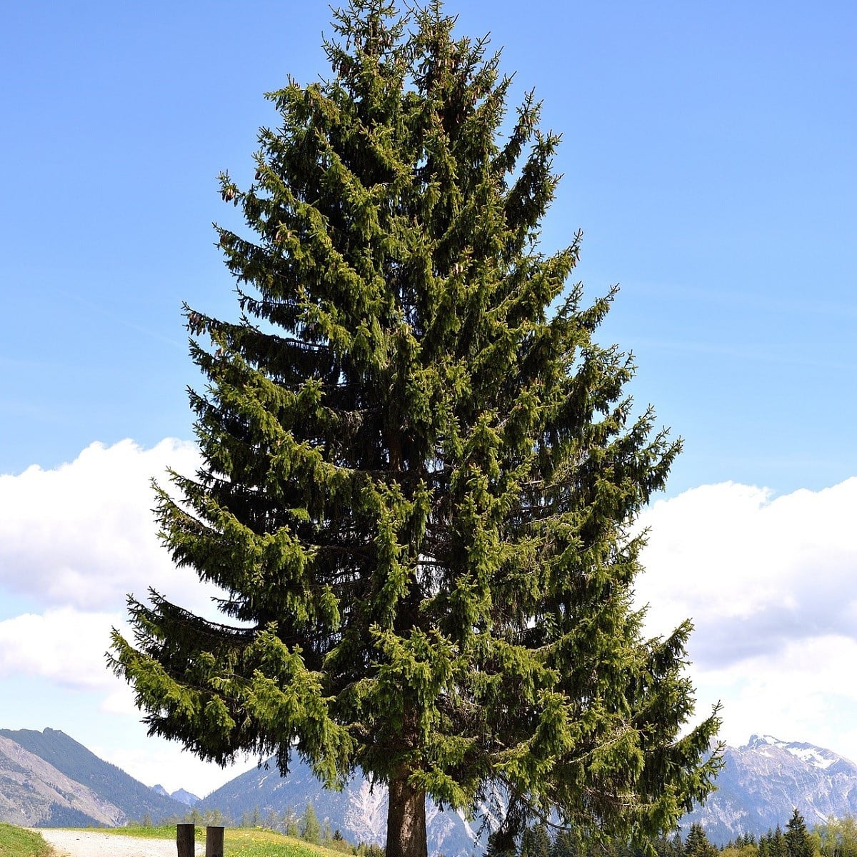Jedle Pindrow - Abies pindrow - semena jedle - 15 ks