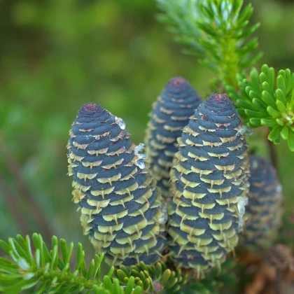 Jedle Pindrow - Abies pindrow - semena jedle - 15 ks