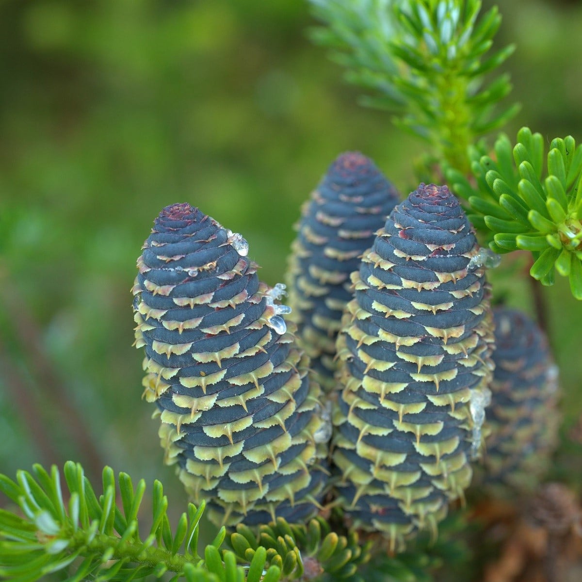 Jedle Pindrow - Abies pindrow - semena jedle - 15 ks