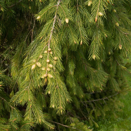 Smrk himalájský - Picea smithiana - semena smrku - 8 ks