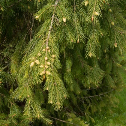 Smrk himalájský - Picea smithiana - semena smrku - 8 ks