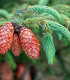 Smrk štětinatý - Picea asperata - semena smrku - 8 ks